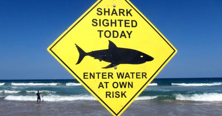 Sydney beaches close after first fatal shark attack in 60 years

