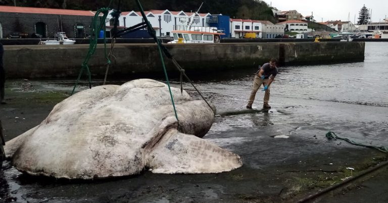 Not just a big fish, but probably the biggest bony fish ever

