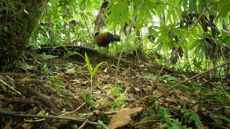 A long-lost pigeon species 'rediscovered' in Papua New Guinea

