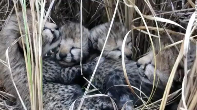 India welcomes its first newborn cheetahs in more than 7 decades

