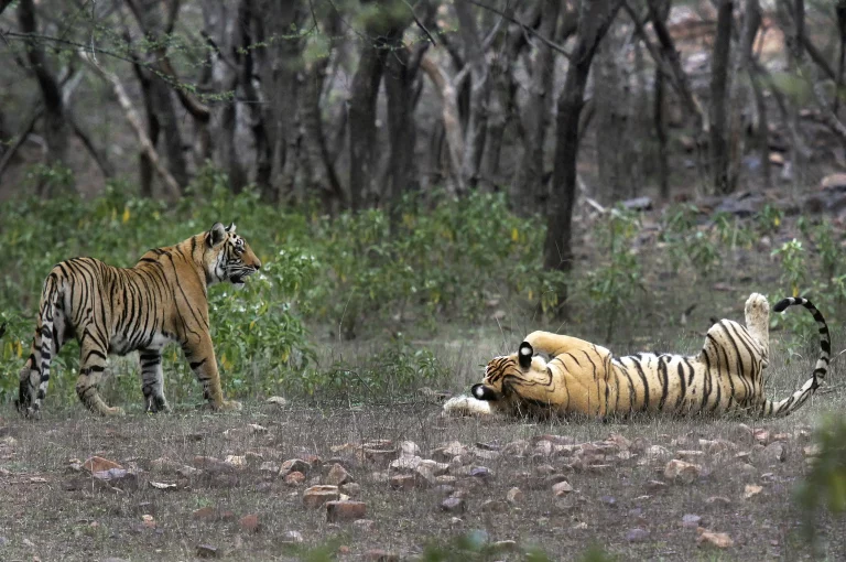 As the number of tigers grows, the indigenous people of India claim land rights

