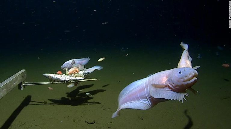 Scientists film the deepest fish ever seen at the bottom of the sea off Japan

