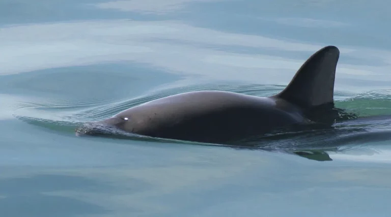 A search in Mexico is set to find the world's most endangered porpoise

