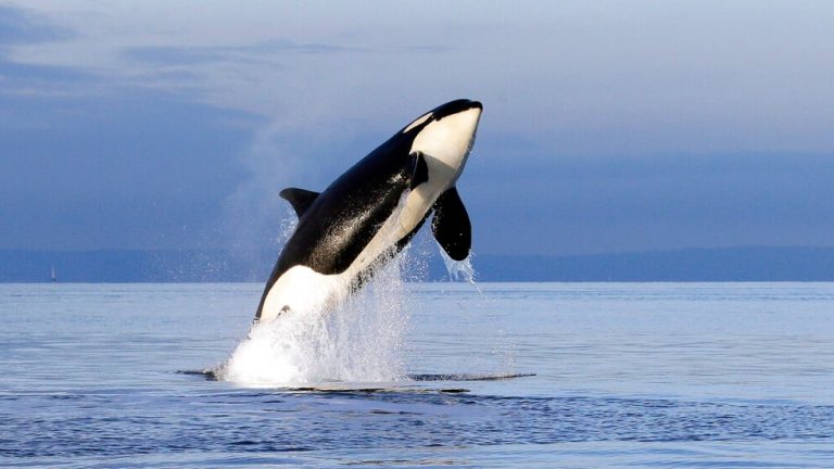  Killer whales damage a boat in the latest orca incident off the coast of Spain |  Environmental news

