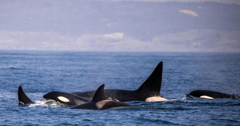 Boat captain twice ambushed by orcas says 'they knew exactly what they were doing'

