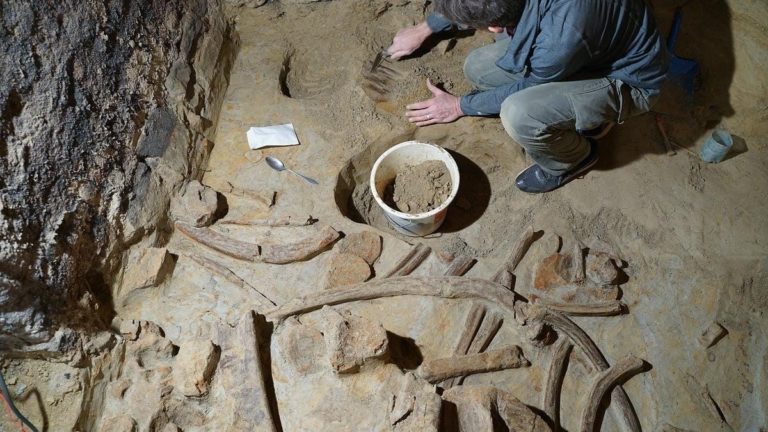 Three mammoth skeletons discovered in a wine cellar