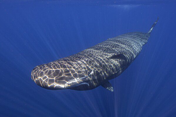 A sperm whale is highlighted as it swims off the coast of Dominica in March 2024. In a study published on Tuesday, May 7 in the journal Nature Communications, scientists studying sperm whales that live around the Caribbean island describe for the first time basic characteristics related to how they talk to each other, in An effort that could one day help us better protect them.  (Samuel Lamm via AP)