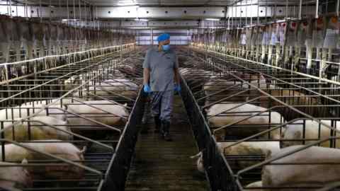 Production manager Brian Nielsen inspects pigs at a breeding farm of Best Genetics Group, a Chinese pig breeding company in Chifeng, Inner Mongolia Autonomous Region, China