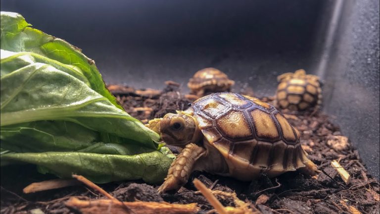 Essential Health Tips for Sulcata Tortoise Owners