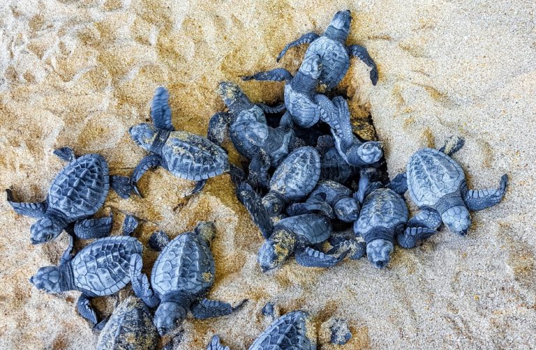 How Climate Change Affects Turtle Nesting Sites: What You Need to Know